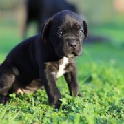 CALINECZKA Corsoo Mania 4