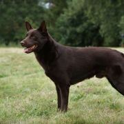 Callicoma THORIN RED RADIMUS