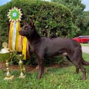 Callicoma THORIN RED RADIMUS 2