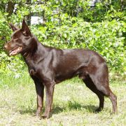 Callicoma THORIN RED RADIMUS 3