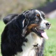 CALVET VAN'T RIJKENSPARK