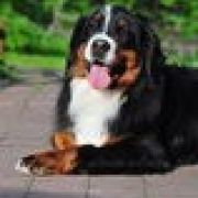 CALVET VAN'T RIJKENSPARK 2