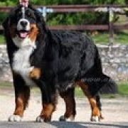 CALVET VAN'T RIJKENSPARK 3