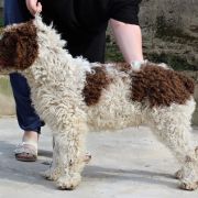 Candau de Gaudalteba