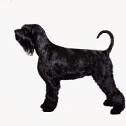 CAPRI Dolina Brodaczy FCI 