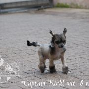 Captain Kirk in Terra Civis 