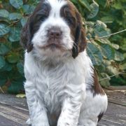 CAR PATTES de la Reine des Violettes