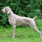 Caramel Love de Donawitz