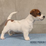 CARLOS Herbu Piorun (FCI)