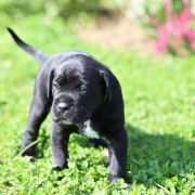  CARMEN Corso Mania 2