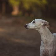 CARMEN Paka Czworaka