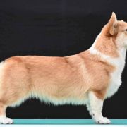 Carolina Of Royal Ramonda