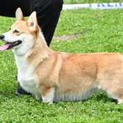 Carolina Of Royal Ramonda 3