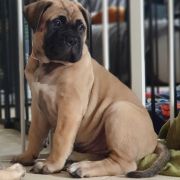 Casa de BM Nairobi OyoBull FCI 