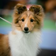 Casidi Team KALIFORNIA