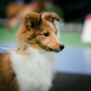 Casidi Team KALIFORNIA 2