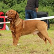 CASIMIR Fortitudo Alesco