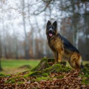 CASTOR Wolf Lake (FCI)