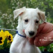 LORD NORTH Impuls i Splendor