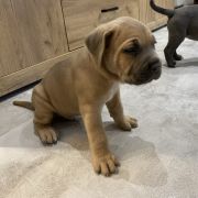 Hades „Heart Hunters „ Night Defenders 