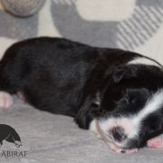 AMBITIOUS AMARILLO Estrella Abiraf ZAREZERWOWANY 