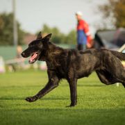 Black Lady Vom Schweizer Rudel 2