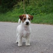 RARE DIAMOND Cookie Land FCI 