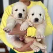 U Hodowla Markus FCI