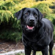 Araukaria Azgard (Aria)