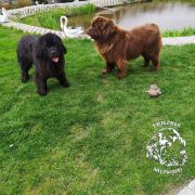 VINONA Cygańskie Niedźwiadki (FCI)