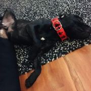 Sammael Asgard Staff