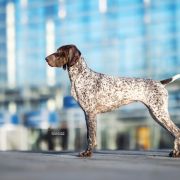 Alba od Zamku Barona Besse