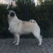 SEQUEDILLE MUMMY'S DREAM COMES TRUE CANTRAVIESO