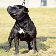 AURELIE SNOWFALL Perfect Friend 