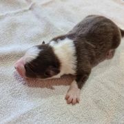 Bambik Bubusiowo FCI