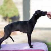 JUPITER Paka Czworaka