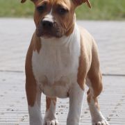 If I Were A Rich Man z Wiślanego Portu