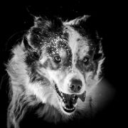 TRAWKA z Uroczyska (FCI)