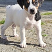 Sorskogbygda's Viggo Venn 