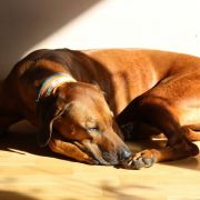 FAHARI MOYO Uzuri Ridge