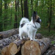 Shara z Sosnowego Kręgu (FCI)