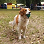 Lyuciya Star Of Luck Iz Grafstva De Gamba