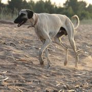 Borzomir Barkhan Ali