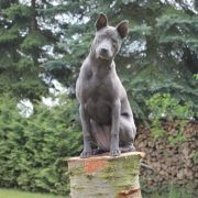 Akima Coloured Pearls 