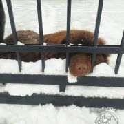 VINONA Cygańskie Niedźwiadki (FCI)