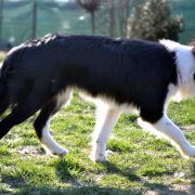 Rollingbones BILLIE THE KID