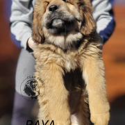 BAYA Fear Faire (FCI)