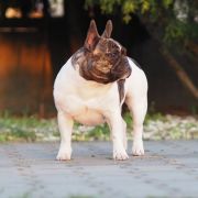 Kalispera Cortona Logones S.N.