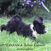 Świtezianka