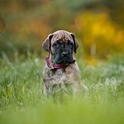 CHARLOTTE DOLCE VENDETTA FCI 